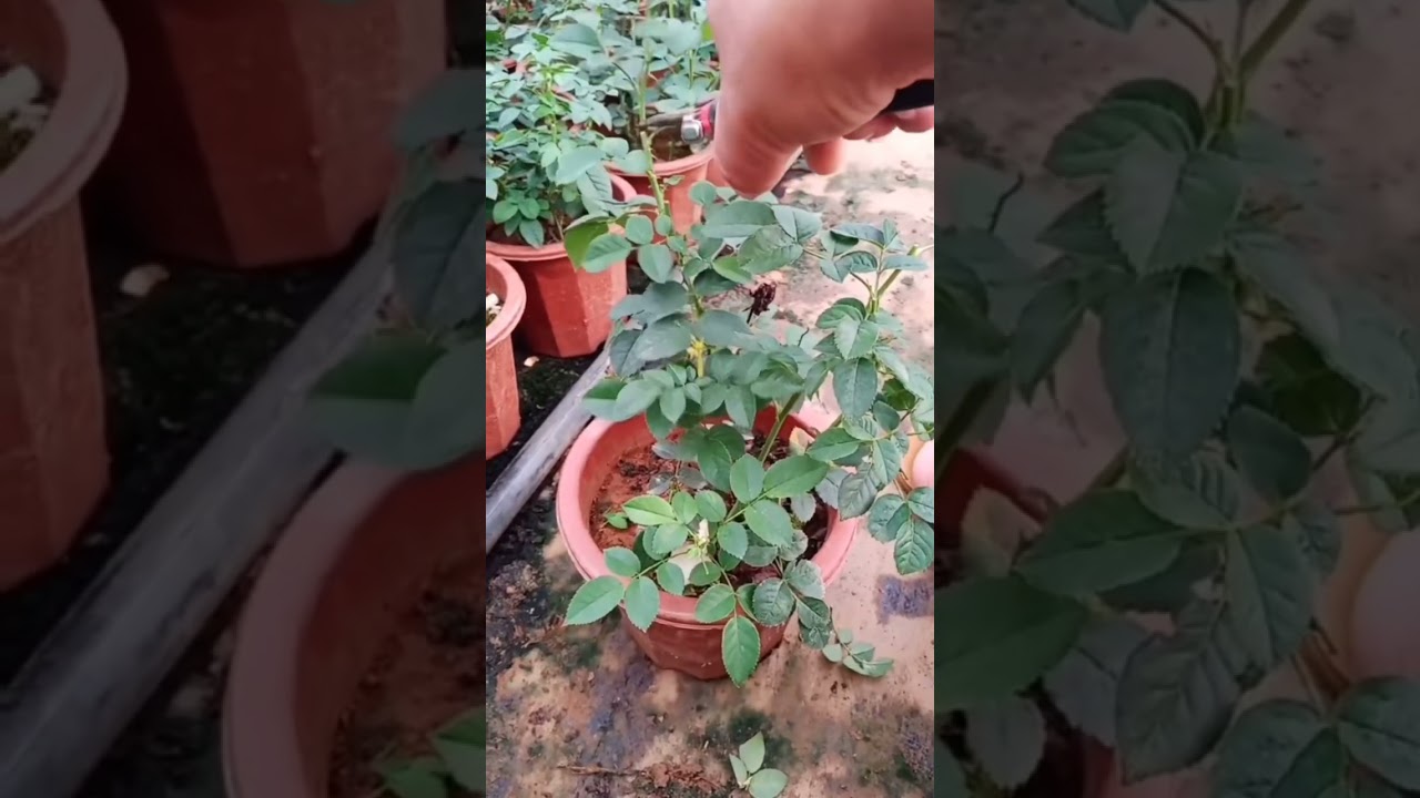 Làm cách nào để cây ra nhiều hoa #shorts #trending... - youtube