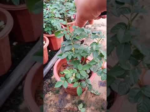 Video Làm cách nào để cây ra nhiều hoa #shorts #trending... - youtube