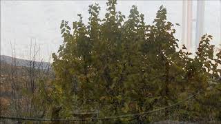 Yellow Mulberry 12 16 18