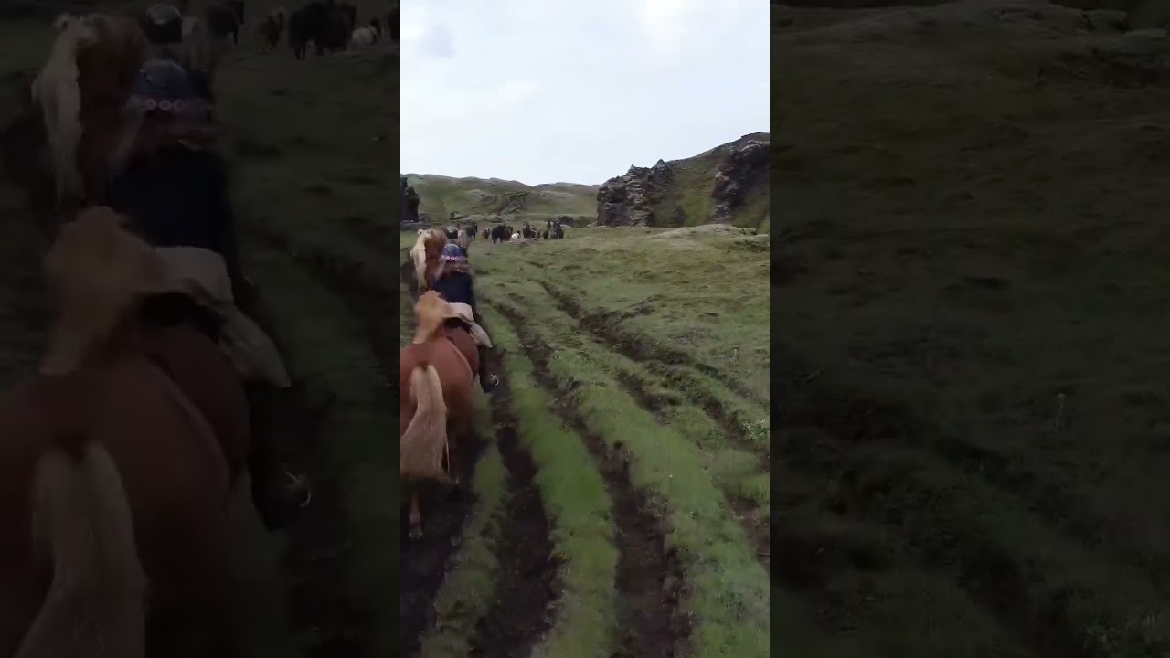 Uncover the beauty of Iceland riding with a herd of 50 horses!!