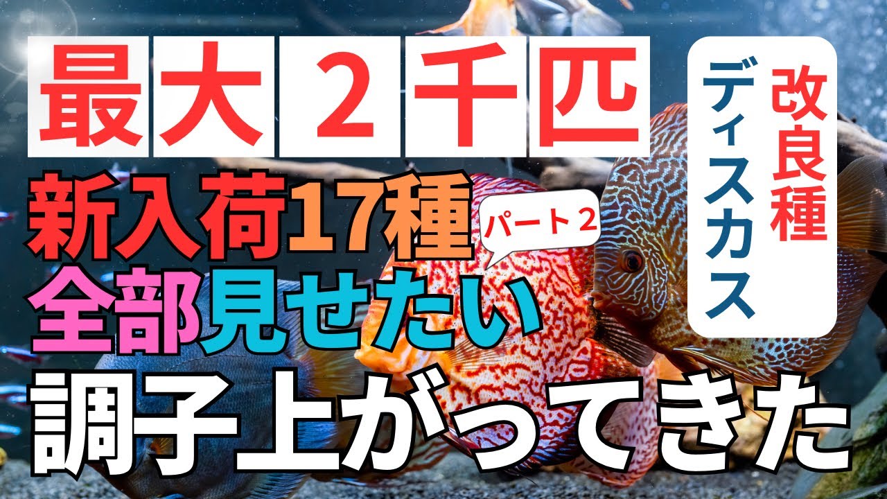改良種ディスカス在庫状況レポ】桜と共に17種の大変美しい品種が勢揃い 