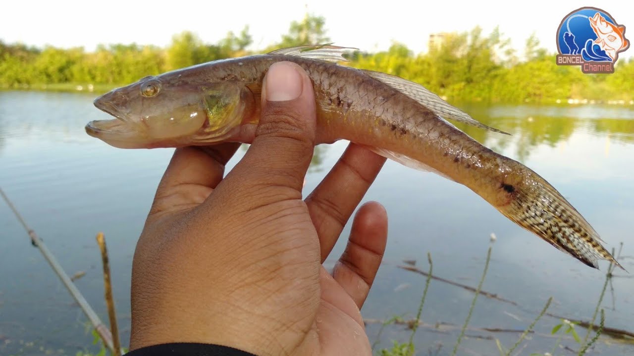 malah dapat ikan gabus pasir 