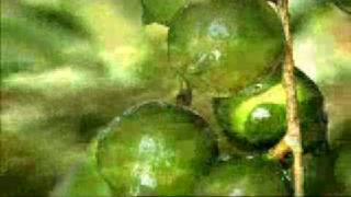 Macadamias 30sec