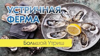 Устричная ферма и черноморские мидии. Большой Утриш