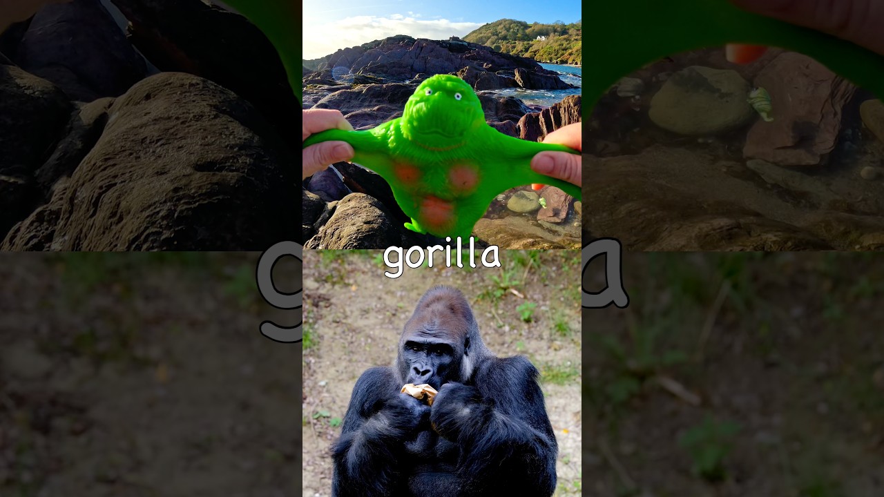 Kids Learn | Animal Names at the Rock Pool: Gorilla Wildebeest Tortoise Donkey Dog