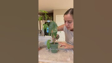 Saving my rotten money tree #plantcare #moneytree #planthelp