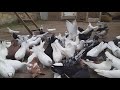 #Pigeon #Дагестан.  Бакинские голуби Арухова Романа!