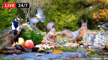 🔴24/7 LIVE CAT TV NO ADS😺 Non-stop Little Birds and Squirrels Fun All Day Long (4K)
