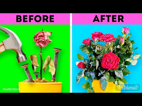 6 clean and organic gardening hacks that save houseplants | DIY tricks