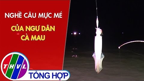 Nghề câu mực mé của ngư dân Cà Mau