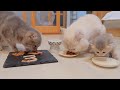 Une prcieuse famille de chatons clbre le troisime anniversaire de la mre chatte lulu