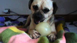 Bobby Is Playing With Ball 2