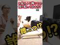この家には、霊より恐ろしい存在がいます。 #犬のいる暮らし #面白い #かわいい #癒し #怪奇現象 #shorts