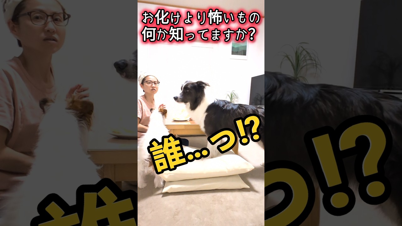 この家には、霊より恐ろしい存在がいます。 #犬のいる暮らし #面白い #かわいい #癒し #怪奇現象 #shorts