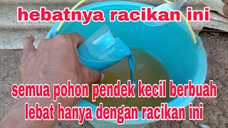 TERKEJUT...! semua tanaman kecil pendek bisa berbuah lebat hanya menggunakan 2 bahan ini saja