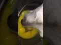 My dog eating a lot of RAW eggs and slurping, listen to it!