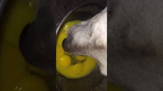 Please give this a video thumbs up if you like the slurping. my pet
dog is eating raw egg. there was quite few eggs in food bowl