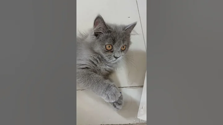 Video 10780151: chocolate cat cute kitten, cats cute kittens playing, cat kittens playing funny