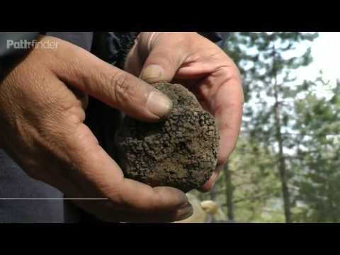 Βίντεο: Τι γεύση έχει η τρούφα;