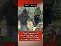 Process of harvesting agave plants #uniquefacts #worldfacts #viral #reels