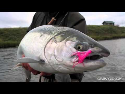 Video: Calorie Coho Salmon, Useful Properties And Preparation