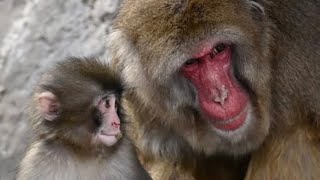 守られているパンチ君虫取りを学んで真似する姿Punch　Monkey　Japan