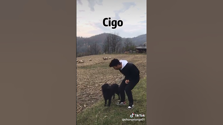 Kinez cuva ovce smeh do suza