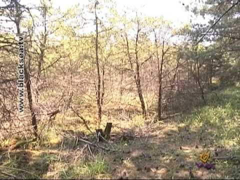 Можжевельник уничтожают ради сувениров