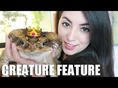 My Giant Toad! | Marine Toads | Invasive Cane Toad | Creature Feature