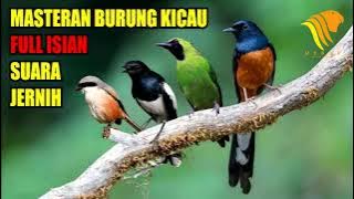 Masteran Burung Kicau Full Isian