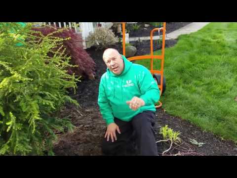 Video: Lanskap Dengan Hemlock - Cara Menanam Pokok Hemlock