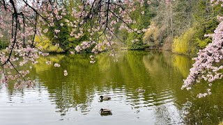 A Short Tour With Cherry Blossom 