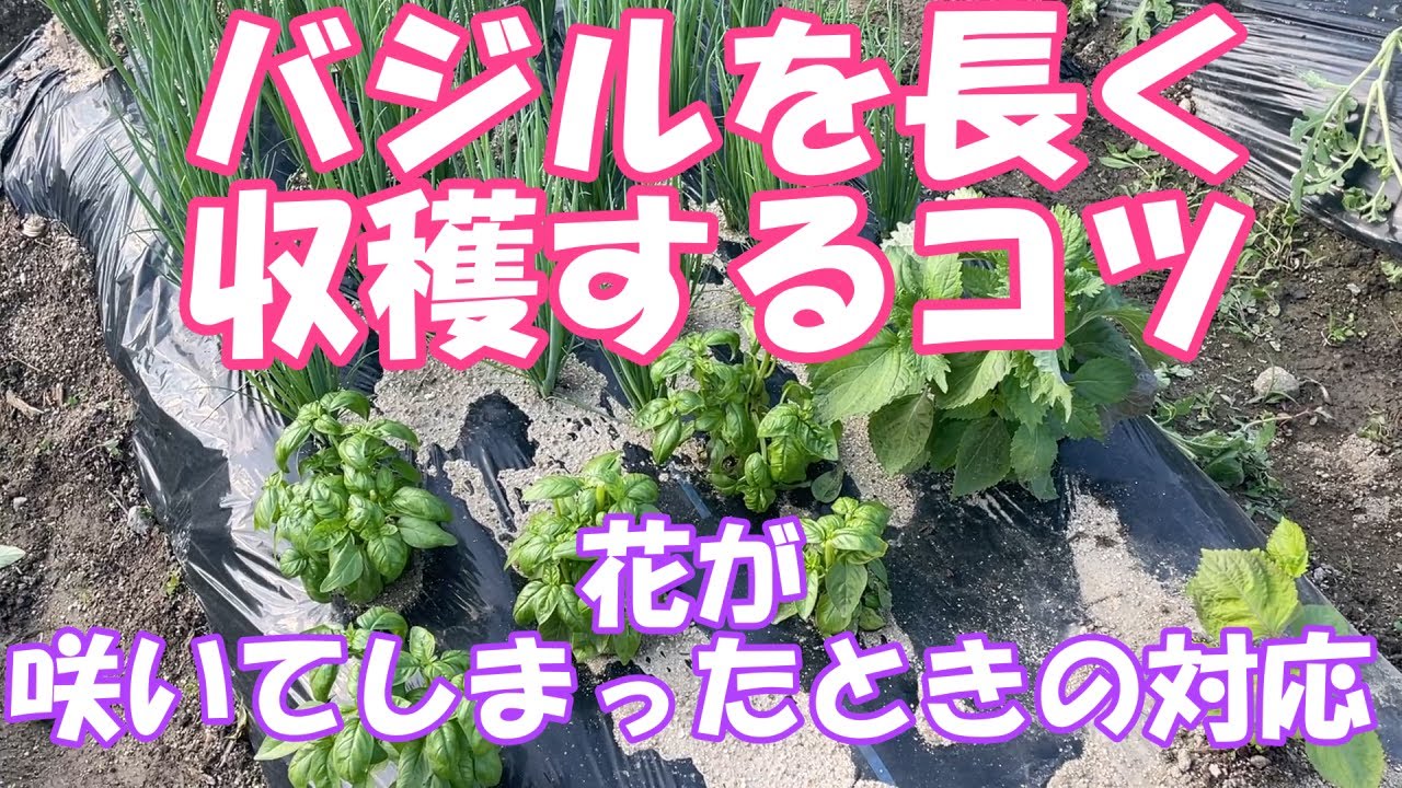 バジルのとうだち対策 コンパニオンプランツで植えてたりするバジルを長く楽しみましょう Youtube