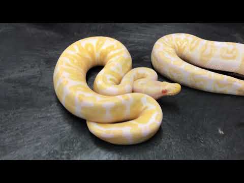 Ball Python Morphs #3  GHI part 1