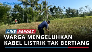 Dikeluhkan Warga, Sejak 2015 Kabel Listrik di Desa Selolembu Bondowoso Tak Bertiang