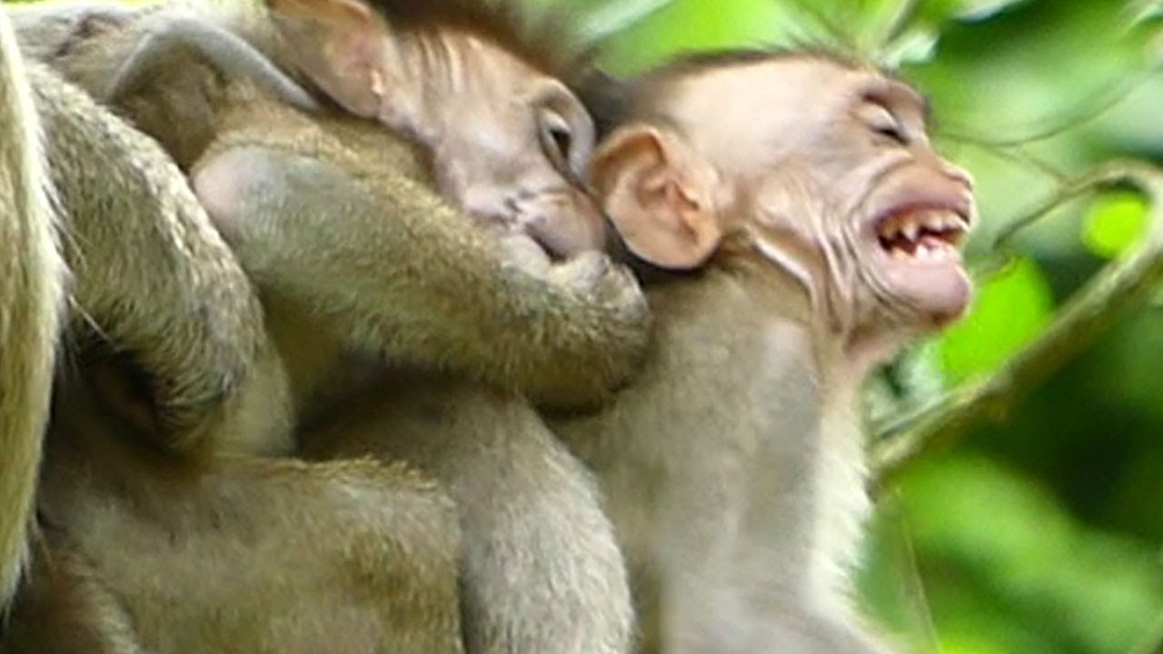 baby monkey cry terrible asked mom for milk but mom reject and bites her hard