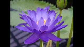 20170808 The Ten Perfections, Part 10, Viriya, Energetic Effort