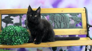 Котенок мейн кун Lavanda Grey Claw`s в 2,5 месяца, питомник мейн-кунов http://coonplanet.ru/ Котенок мейн кун Lavanda Grey Claw`s в 2,5 месяца, питомник мейн-кунов http://coonplanet.ru/