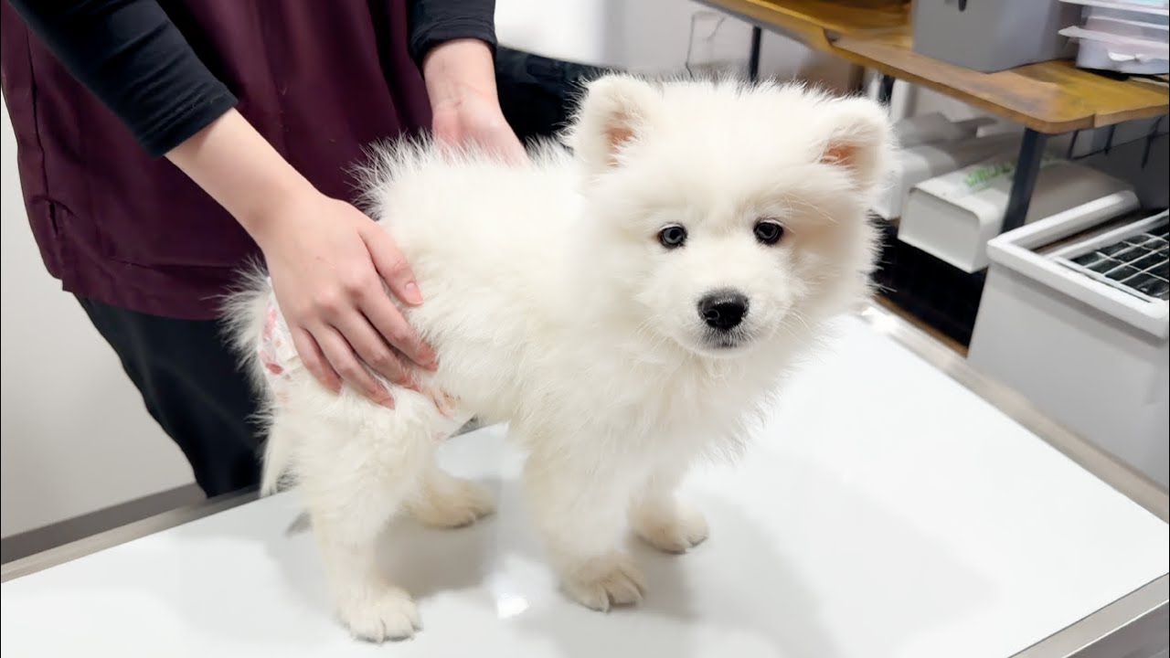 子犬の様子がおかしかったので急遽病院へ。早めに気づけてよかったです。