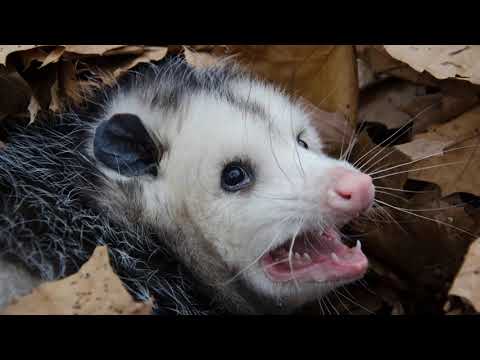 Використання опосумів як «троянських коней» для боротьби з інвазивними пітонами у Флориді