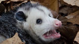 Using Opossums As Trojan Horses To Combat Invasive Pythons In Florida