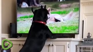 Black Lab patiently watches TV until he wants to get in on the action