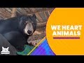 We Heart Animals | The Pet Collective