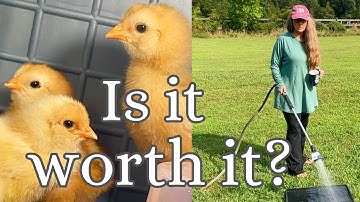 Hatching Time Chick Brooder Review | Is it worth it?