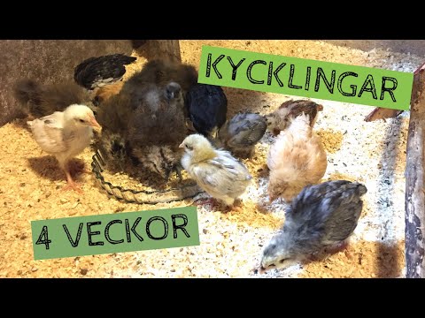 Video: Äter kycklingar lusern?