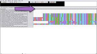 Tutorial: Mulitple Sequence Alignment