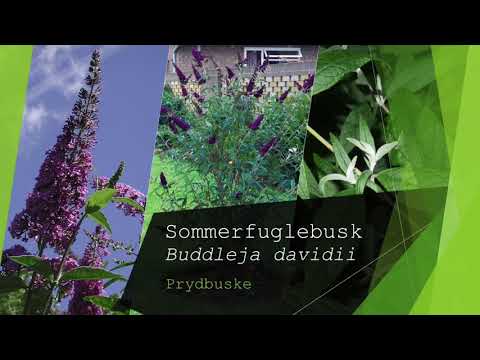 Video: De Beste Prydbusker Til Sommerhuset
