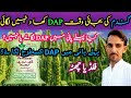 How to use phosphatic fertilizers (DAP orNitrophos) at first irrigation in wheat crop.