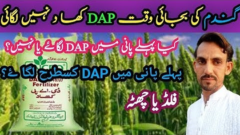 How to use phosphatic fertilizers (DAP orNitrophos) at first irrigation in wheat crop.
