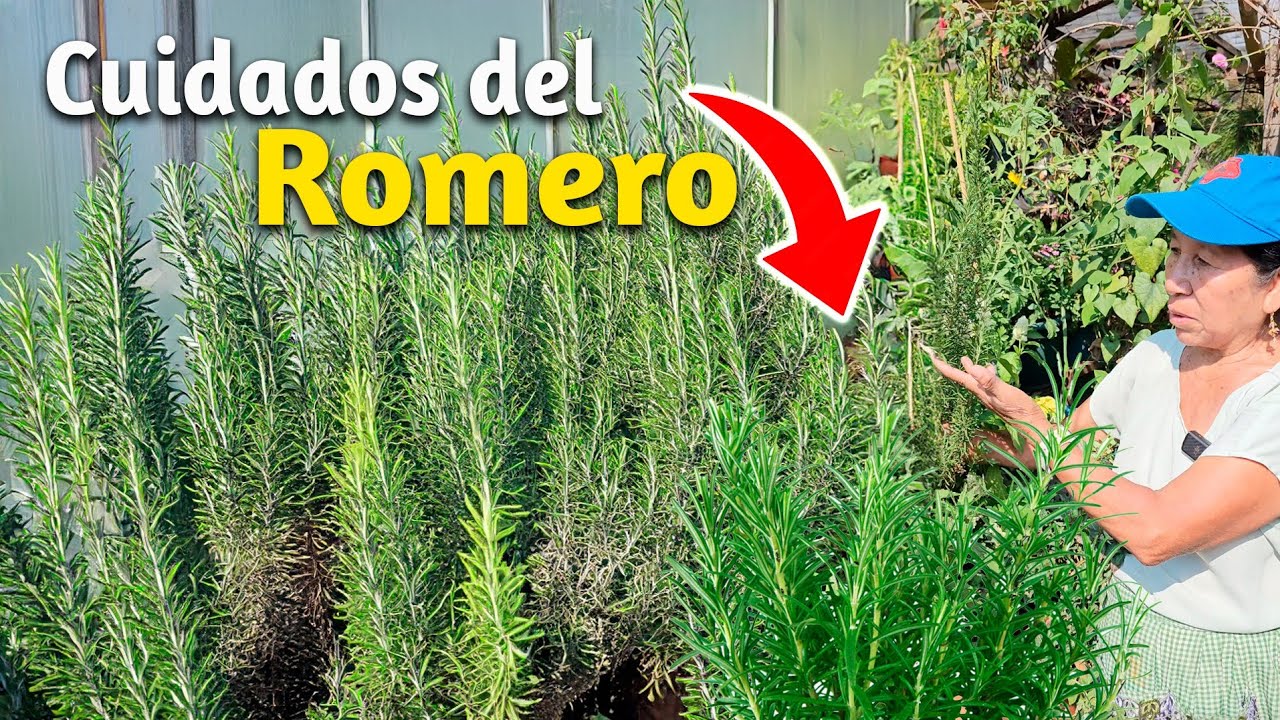 QUE TU PLANTA DE ROMERO TE DURE AÑOS - como cuidar las plantas de ...